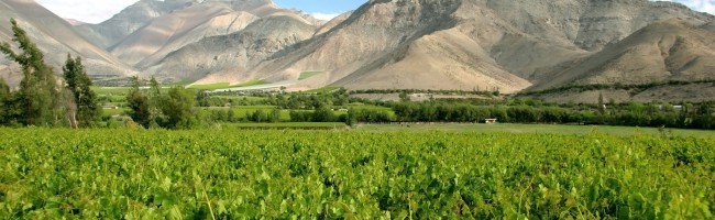 Les Chais Saint Laurent Chili Valle del Elqui vineyard Chili